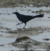 Great-tailed Grackle